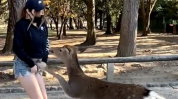 小姐姐养殖梅花鹿的电影,揭秘小姐姐的梅花鹿养殖奇缘