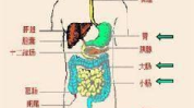 消化系统的组成结构,结构组成与功能解析